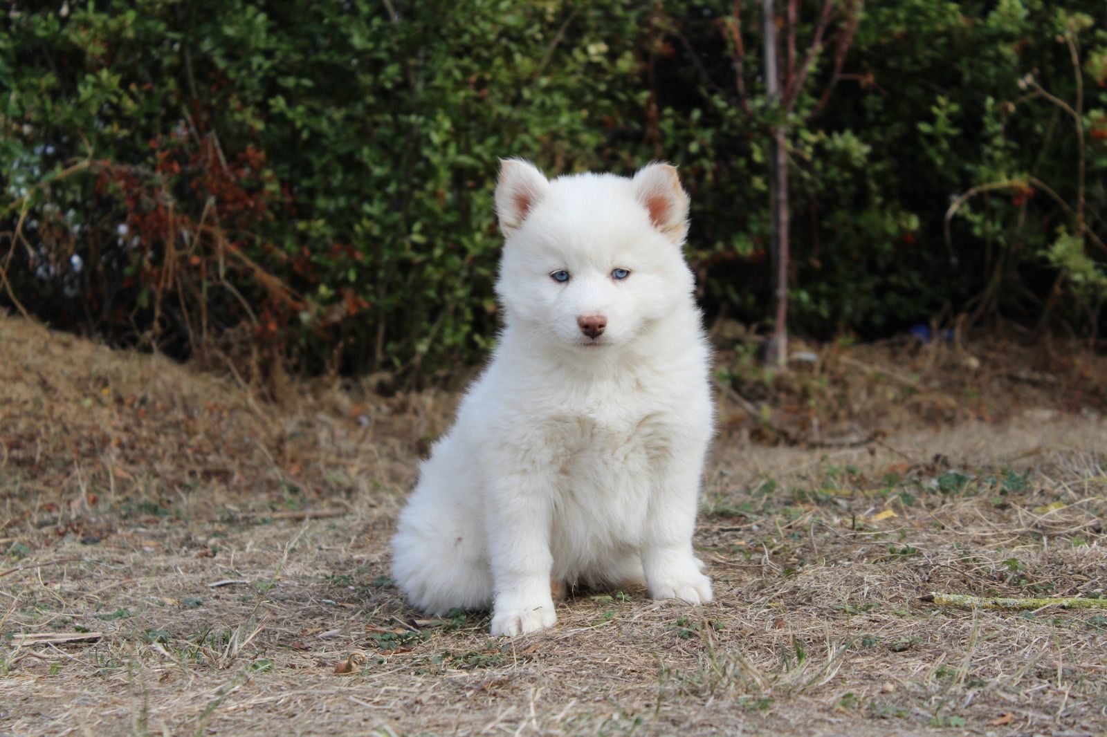 BALOO, chiot Pomsky mâle au pelage blanc