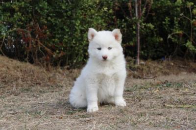 BALOO, chiot Pomsky mâle au pelage blanc
