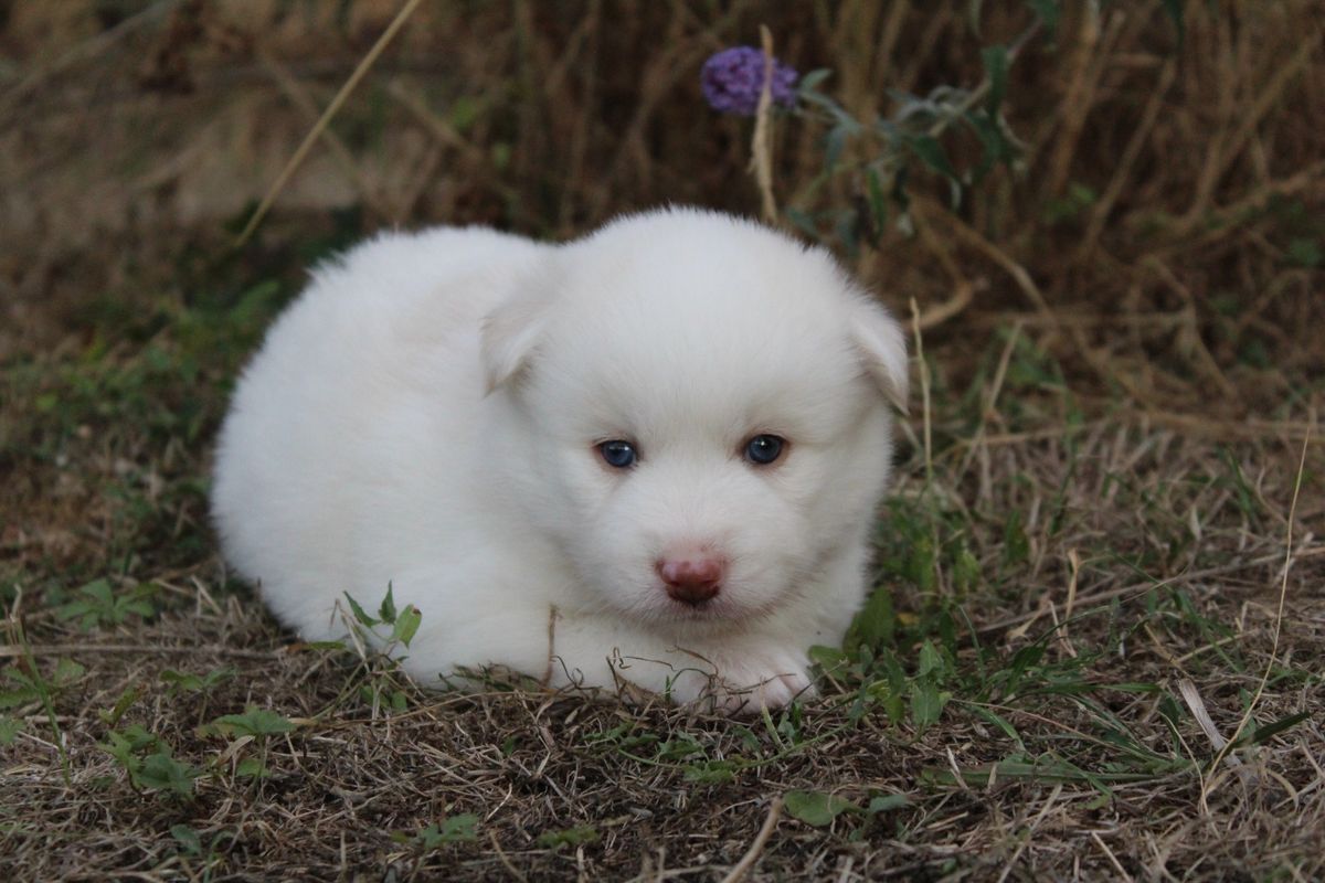 BALOO, chiot Pomsky mâle au pelage blanc