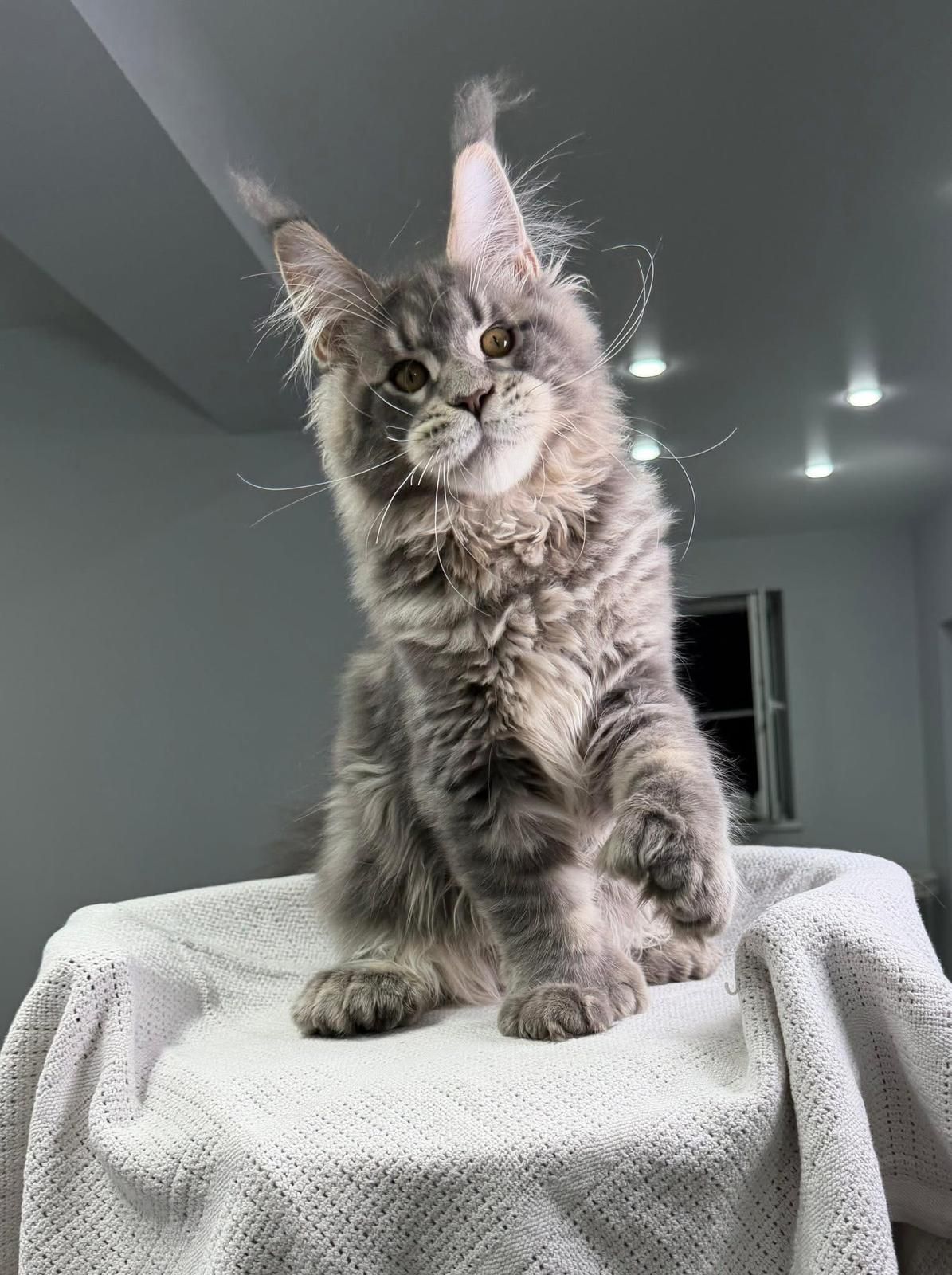 Krosten, Maine Coon mâle reproducteur