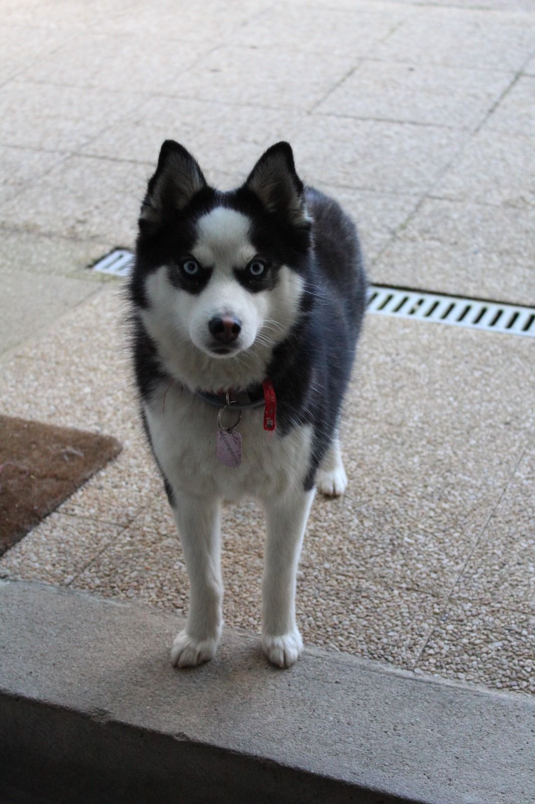 ALBA, Pomsky femelle reproductrice