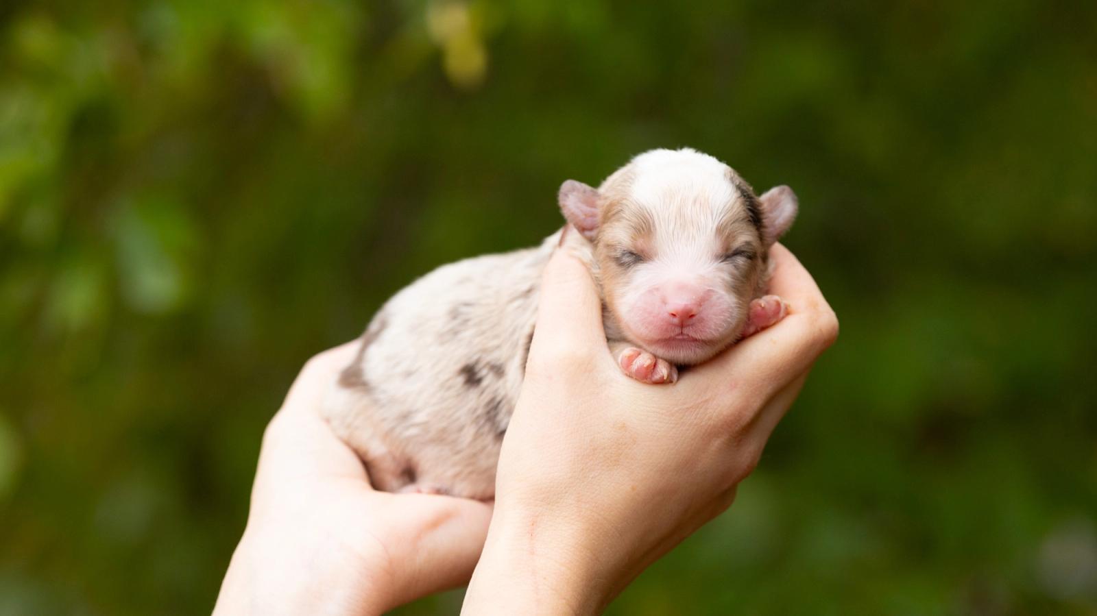 Bambi, chiot Berger Américain Miniature mâle miniature au pelage rouge merle