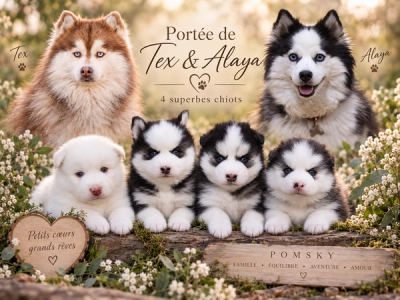 Portée Pomsky - Alaya et Tex, chiots Pomsky nés le 4 août 2026