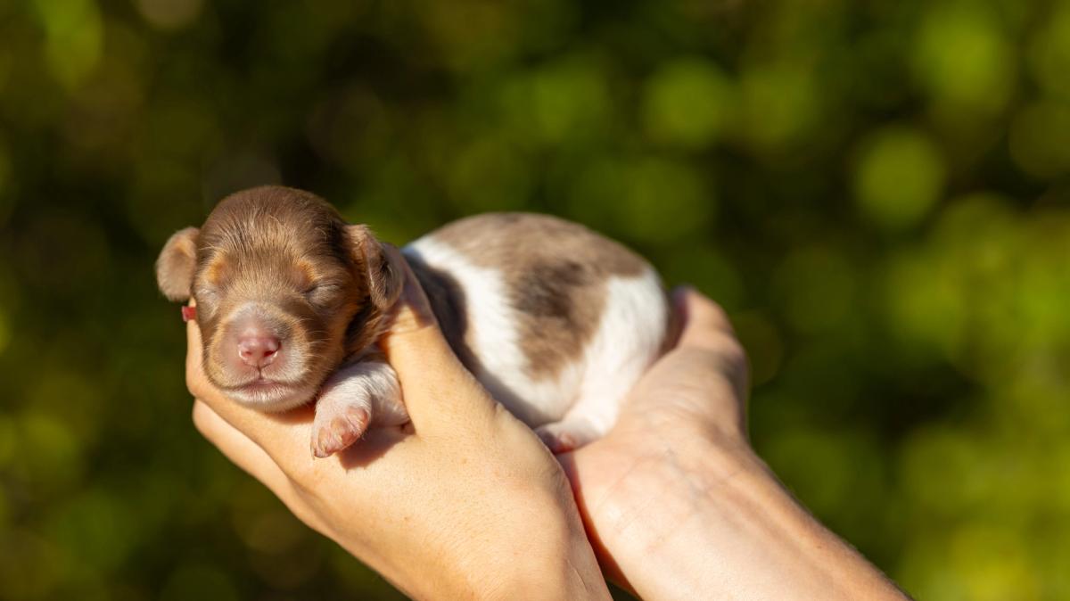Bianca, chiot femelle miniature au pelage pieblald arlequin