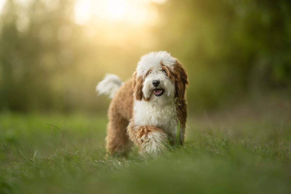 Grits - Bernedoodle Mini 