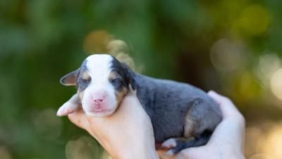 Portée Bernedoodle Ultra Medium - Max et Vahina, chiots Bernedoodle nés le 28 août 2026