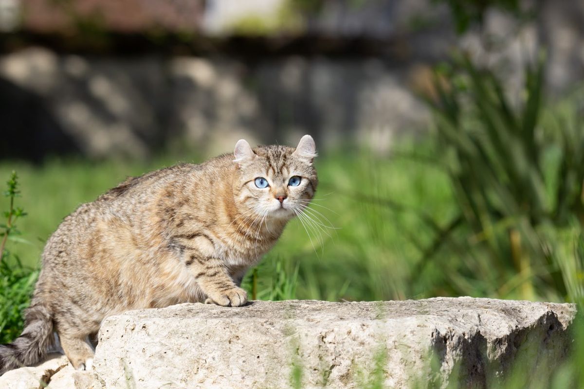 Sienna, Highland Lynx femelle reproductrice