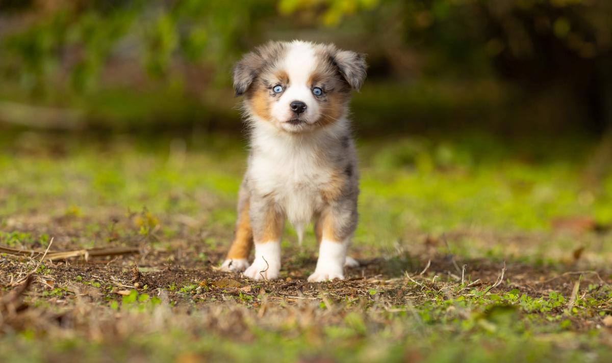 Bella, chiot Berger Américain Miniature femelle toy au pelage bleu merle