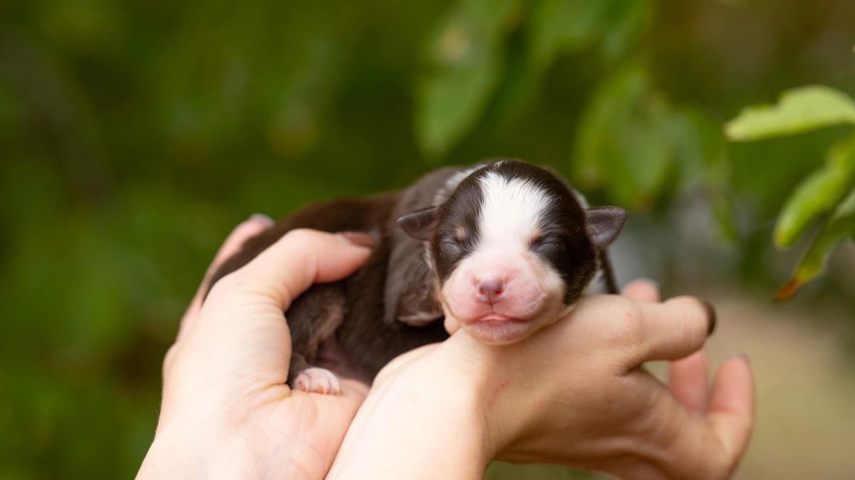Boston, chiot Berger Américain Miniature mâle miniature au pelage rouge tricolore