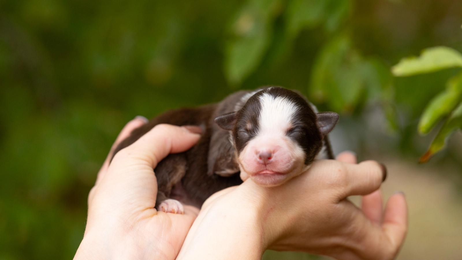 Boston, chiot Berger Américain Miniature mâle miniature au pelage rouge tricolore