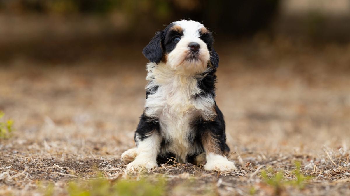 Bliss, chiot Bernedoodle femelle miniature au pelage noir tricolore