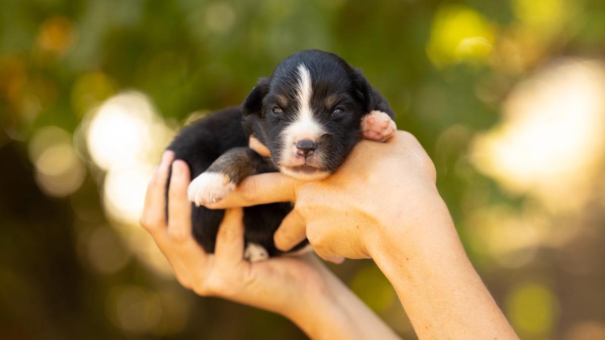 Bentley, chiot mâle miniature au pelage noir tricolore