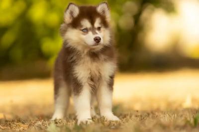 Bitzi, chiot Pomsky mâle Standard au pelage chocolat et blanc