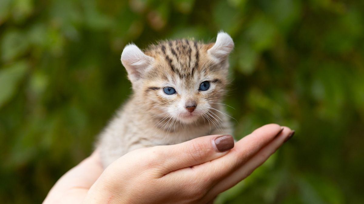 Whisser, chaton Highland Lynx mâle au pelage brown spotted tabby - yeux bleus - poly - queue courte