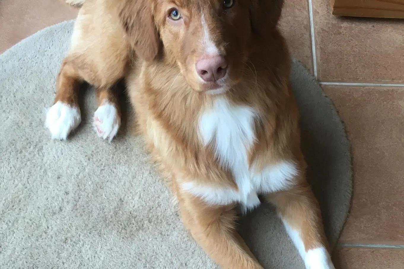 Portée de chiots retriever de la Nouvelle-Écosse au pelage roux, dans leur espace de vie intérieur