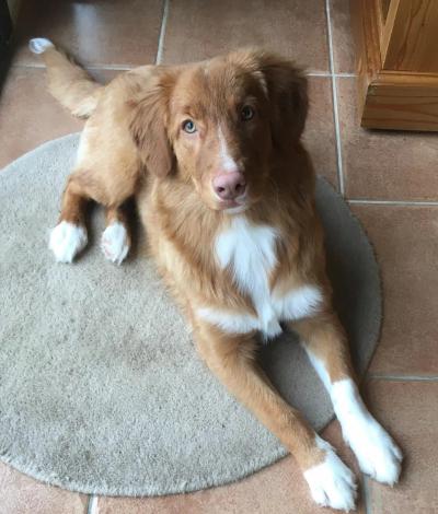 Portée de chiots retriever de la Nouvelle-Écosse au pelage roux, dans leur espace de vie intérieur