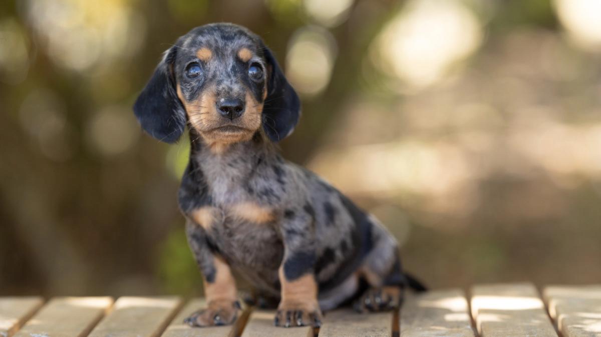 Bentoo, chiot Teckel mâle kaninchen ou petit nain au pelage silver arlequin
