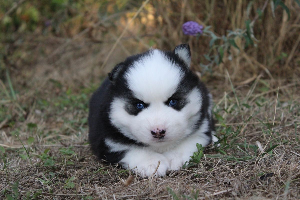 BRUNO, chiot Pomsky mâle au pelage noir et blanc