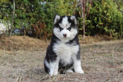 BOBBY, chiot Pomsky mâle au pelage noir et blanc