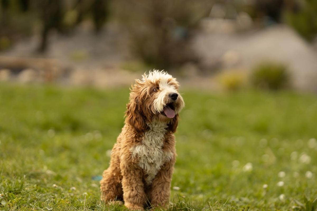 Mapple, Australian Labradoodle mâle à la robe caramel et blanche, assis dans un pré