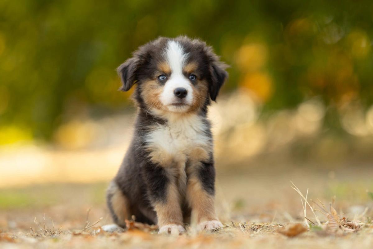 Banjo, chiot Berger Australien Toy mâle au pelage noir tricolore et yeux bleus