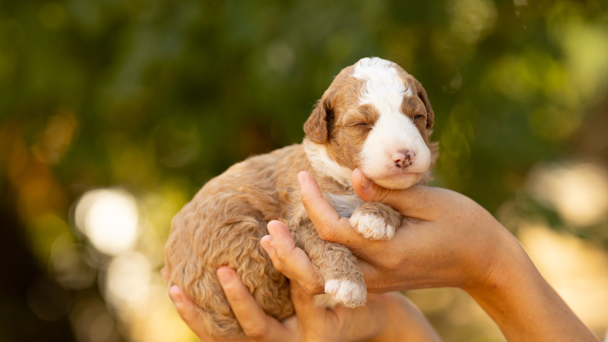 Portée Bernedoodle Medium - Max Ginger, chiots Bernedoodle nés le 1 août 2026