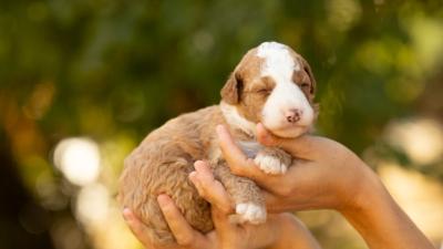 Portée Bernedoodle Medium - Max Ginger, chiots Bernedoodle nés le 1 août 2026