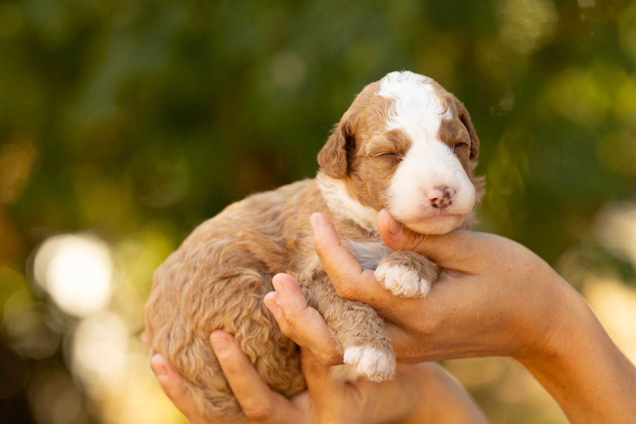Portée Bernedoodle Medium - Max Ginger, chiots Bernedoodle nés le 1 août 2026