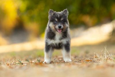 Bernadette, chiot Pomsky Bleu et Tan aux yeux vert bleu