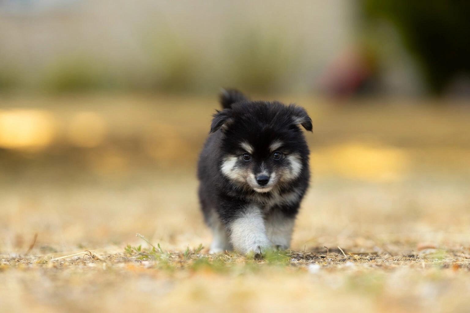 Boris, chiot Pomsky de couleur noir et tan aux yeux ambre 2