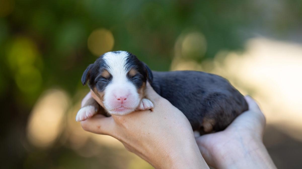 Teddy, chiot mâle medium au pelage bleu merle