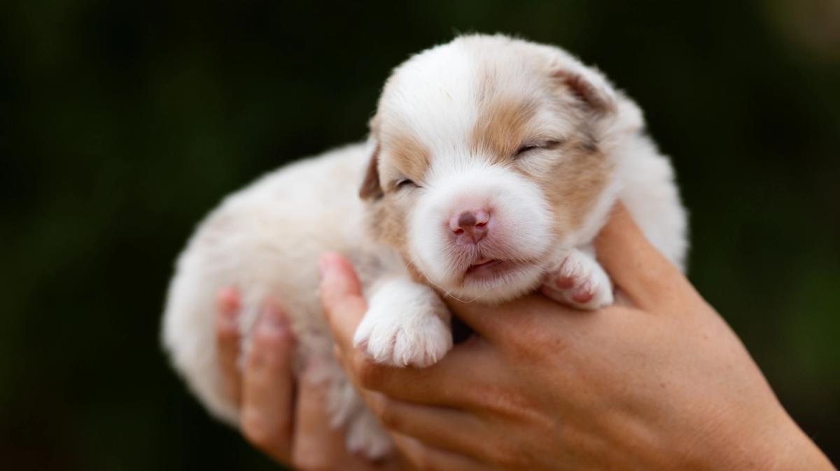 Blue, chiot Berger Américain Miniature mâle miniature au pelage rouge merle