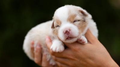 Blue, chiot Berger Américain Miniature mâle miniature au pelage rouge merle
