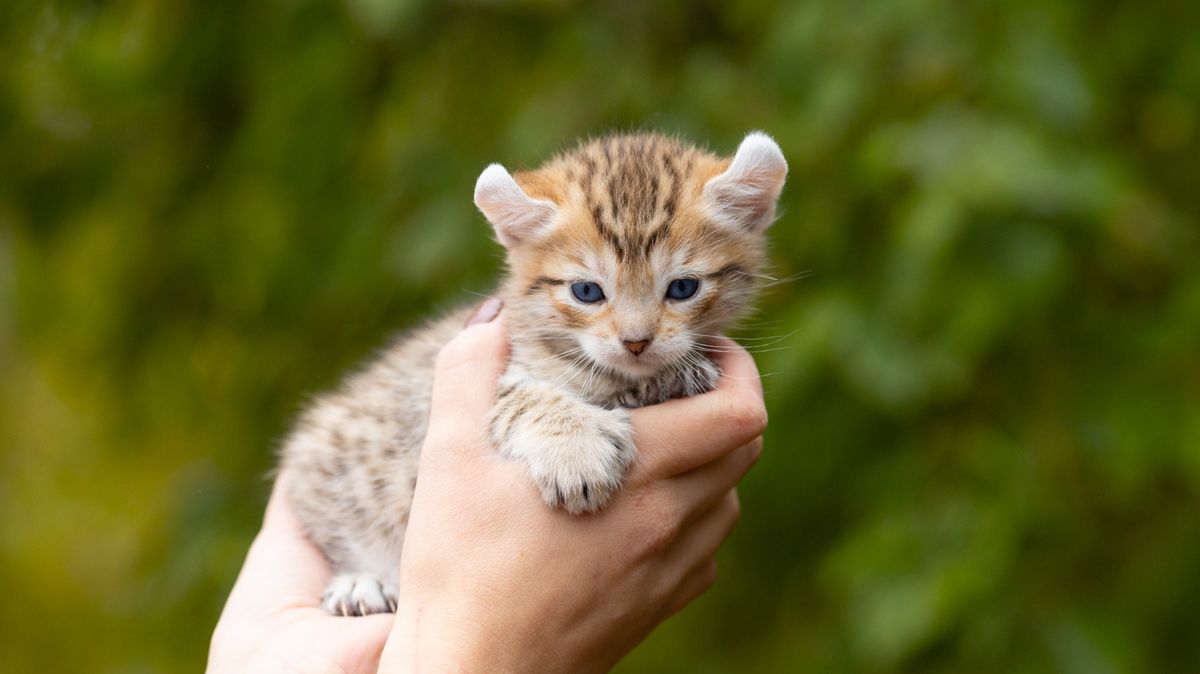 Jewel, chaton Highland Lynx mâle au pelage brown spotted tabby - yeux bleus - poly - queue longue