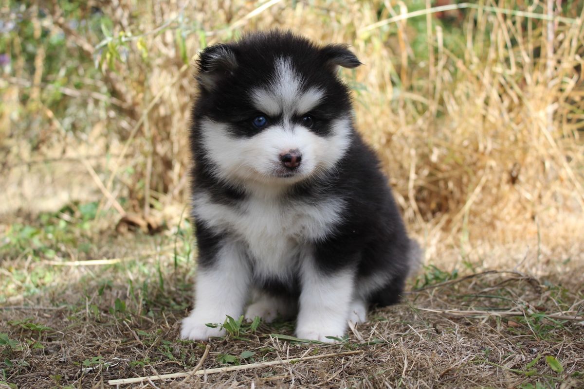 Belle, chiot femelle au pelage noir et blanc