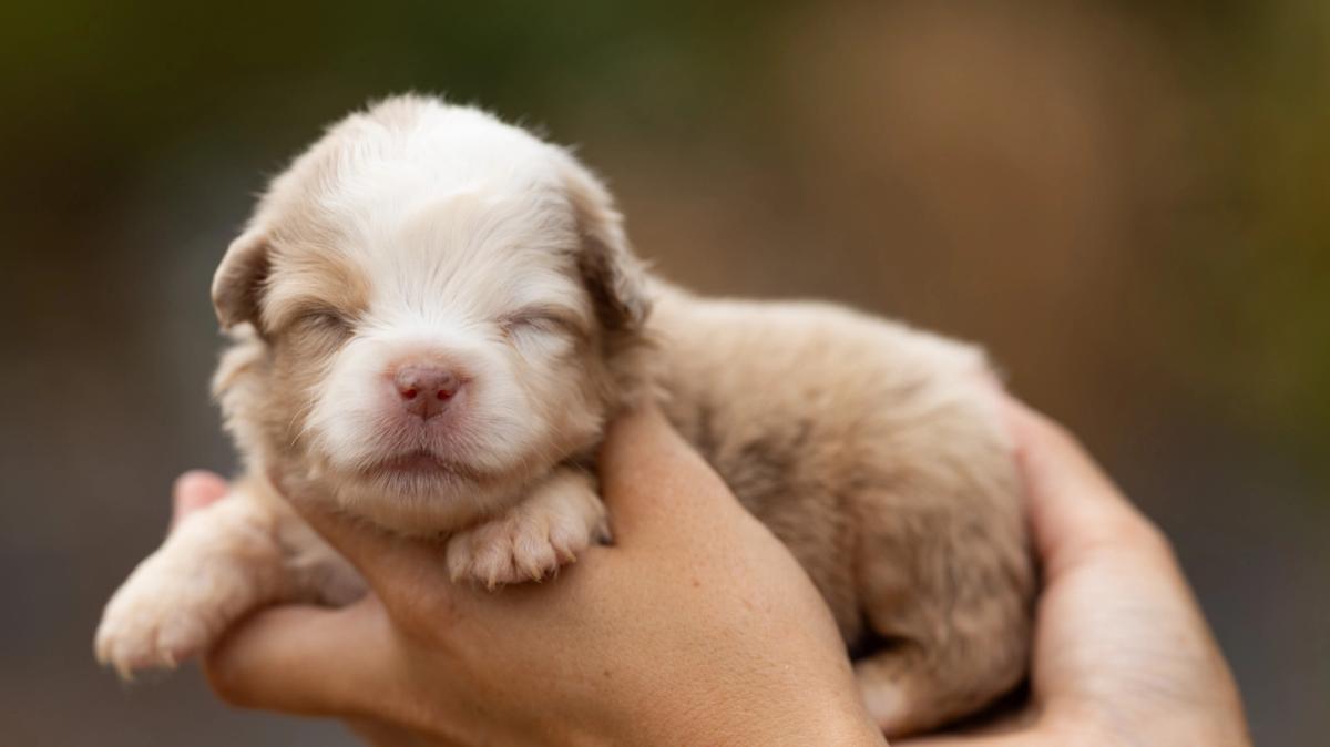 Bounty, chiot Berger Américain Miniature mâle miniature au pelage rouge merle