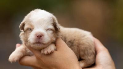 Bounty, chiot Berger Américain Miniature mâle miniature au pelage rouge merle
