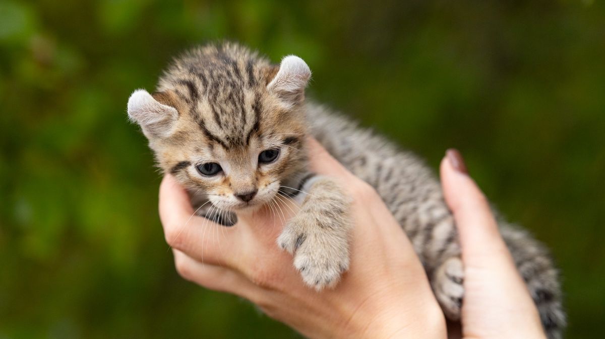 Patch, chaton Highland Lynx mâle au pelage brown spotted tabby - poly - queue longue