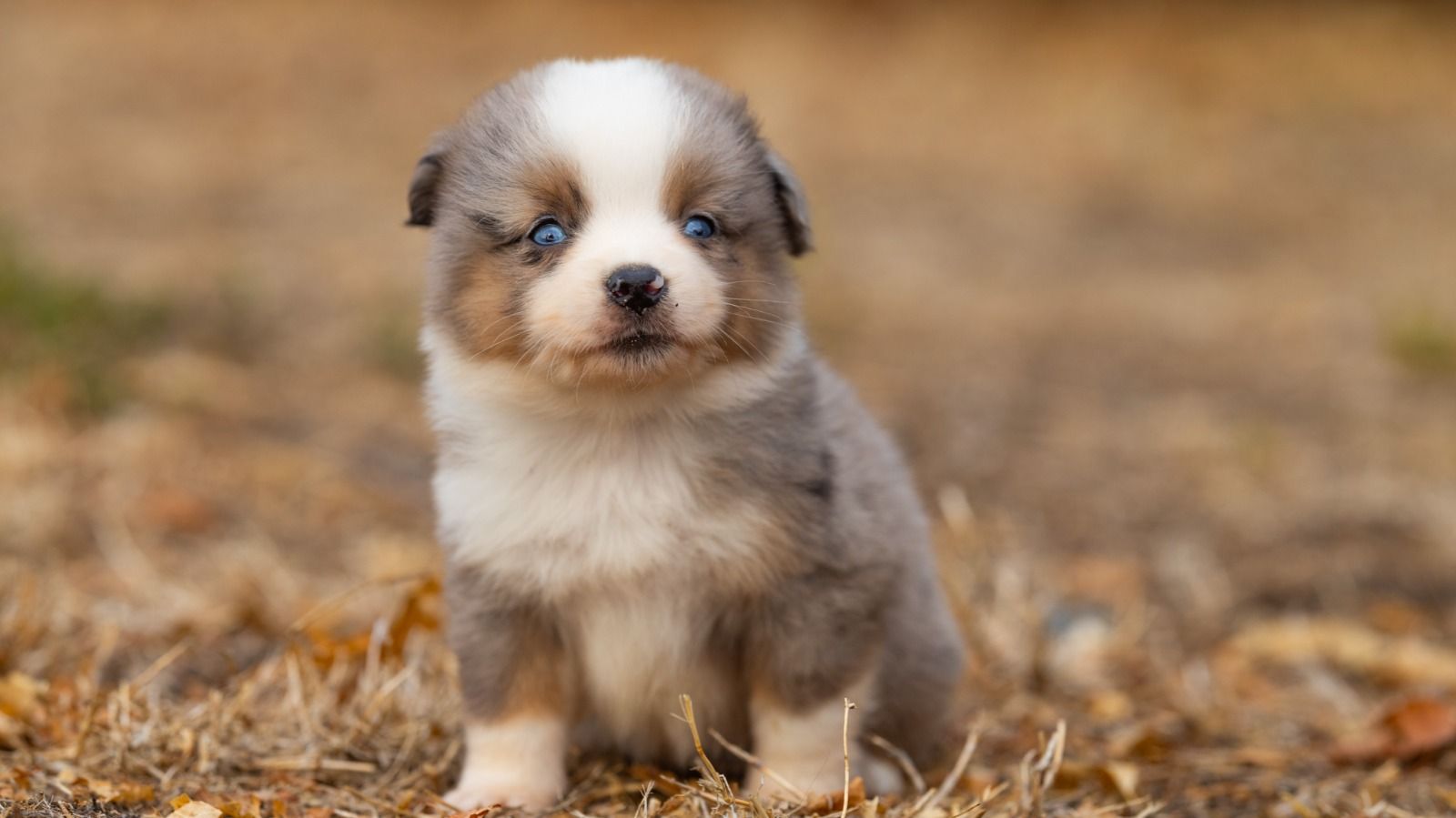 Bella, chiot Berger Américain Miniature femelle miniature au pelage bleu merle