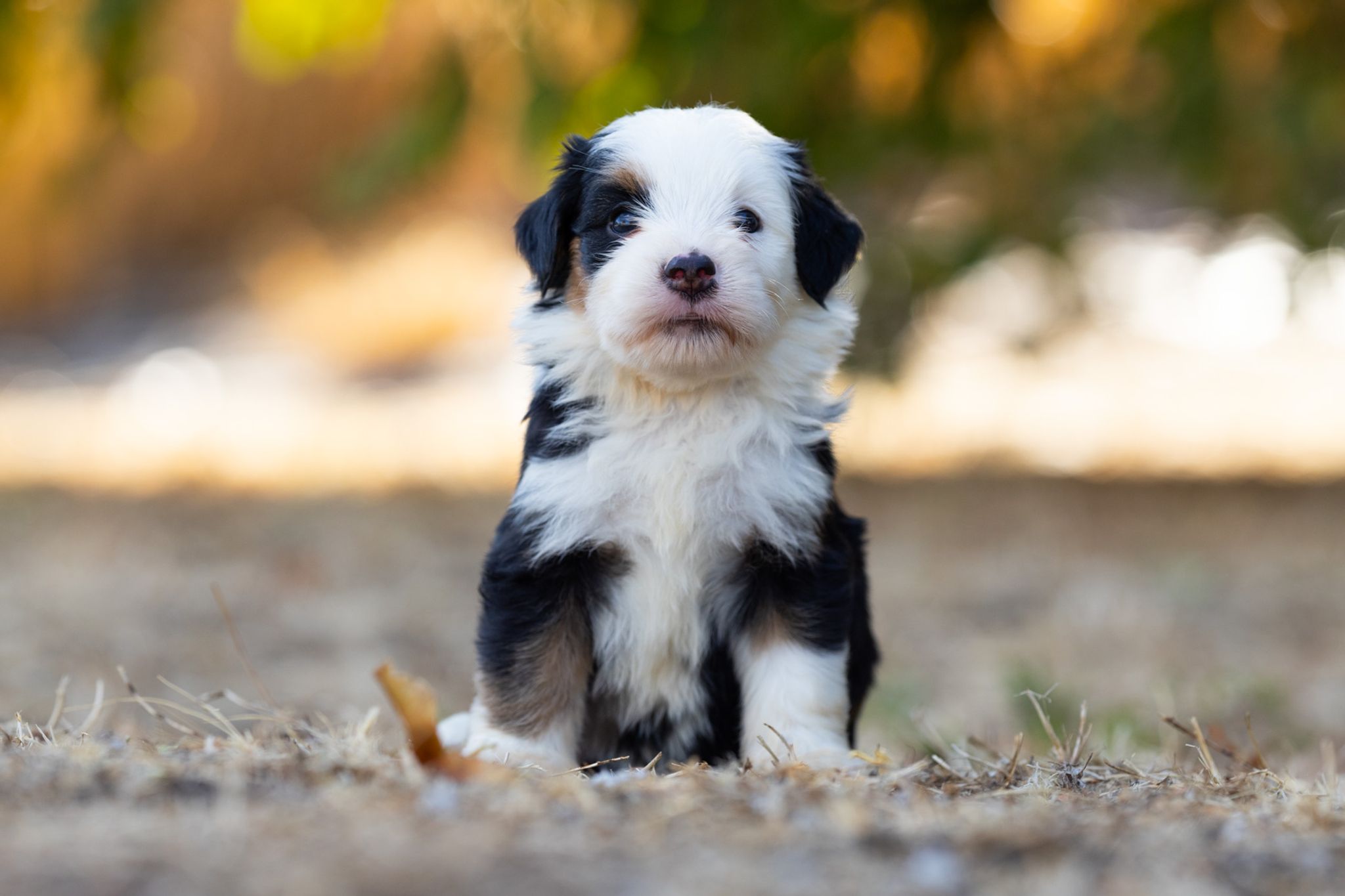 Portée Australian Mountain Doodle, chiots Australian Mountain Doodle nés le 20 juillet 2026