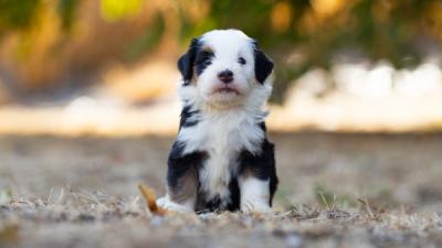 Portée Australian Mountain Doodle, chiots Australian Mountain Doodle nés le 20 juillet 2026