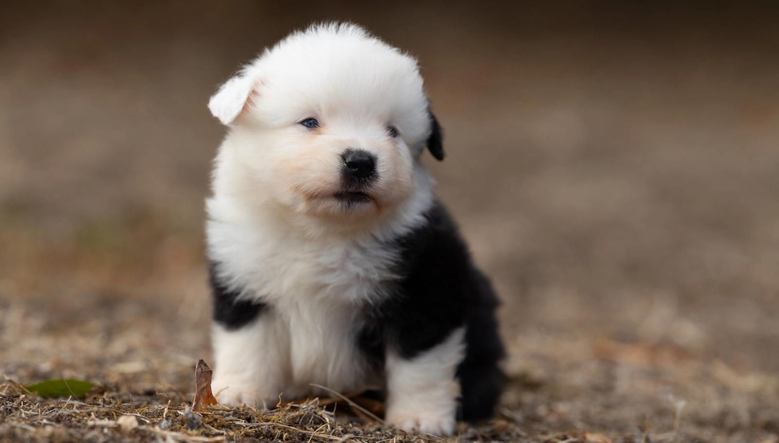 Bohème, chiot Berger Américain Miniature mâle miniature au pelage noir tricolore