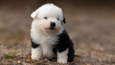 Bohème, chiot Berger Américain Miniature mâle miniature au pelage noir tricolore