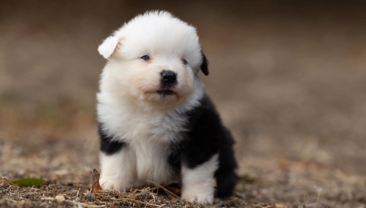 Bohème, chiot Berger Américain Miniature mâle miniature au pelage noir tricolore