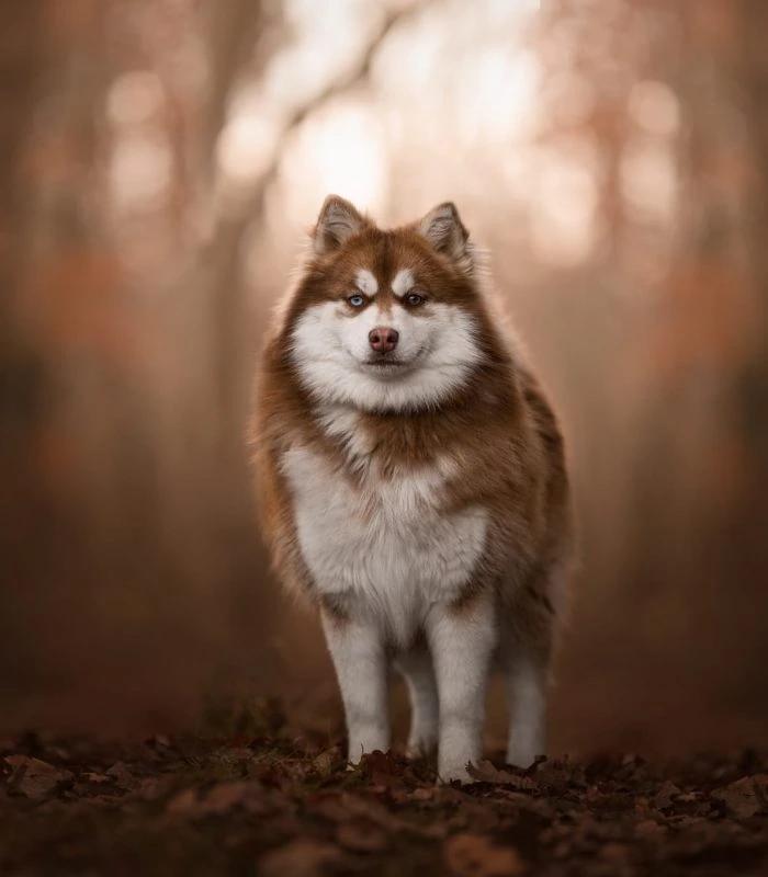 Indy, a female Pomsky at the Royaume des Galopins kennel