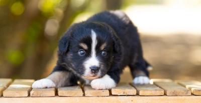 Bentley, chiot Berger Américain Miniature mâle miniature au pelage noir tricolore