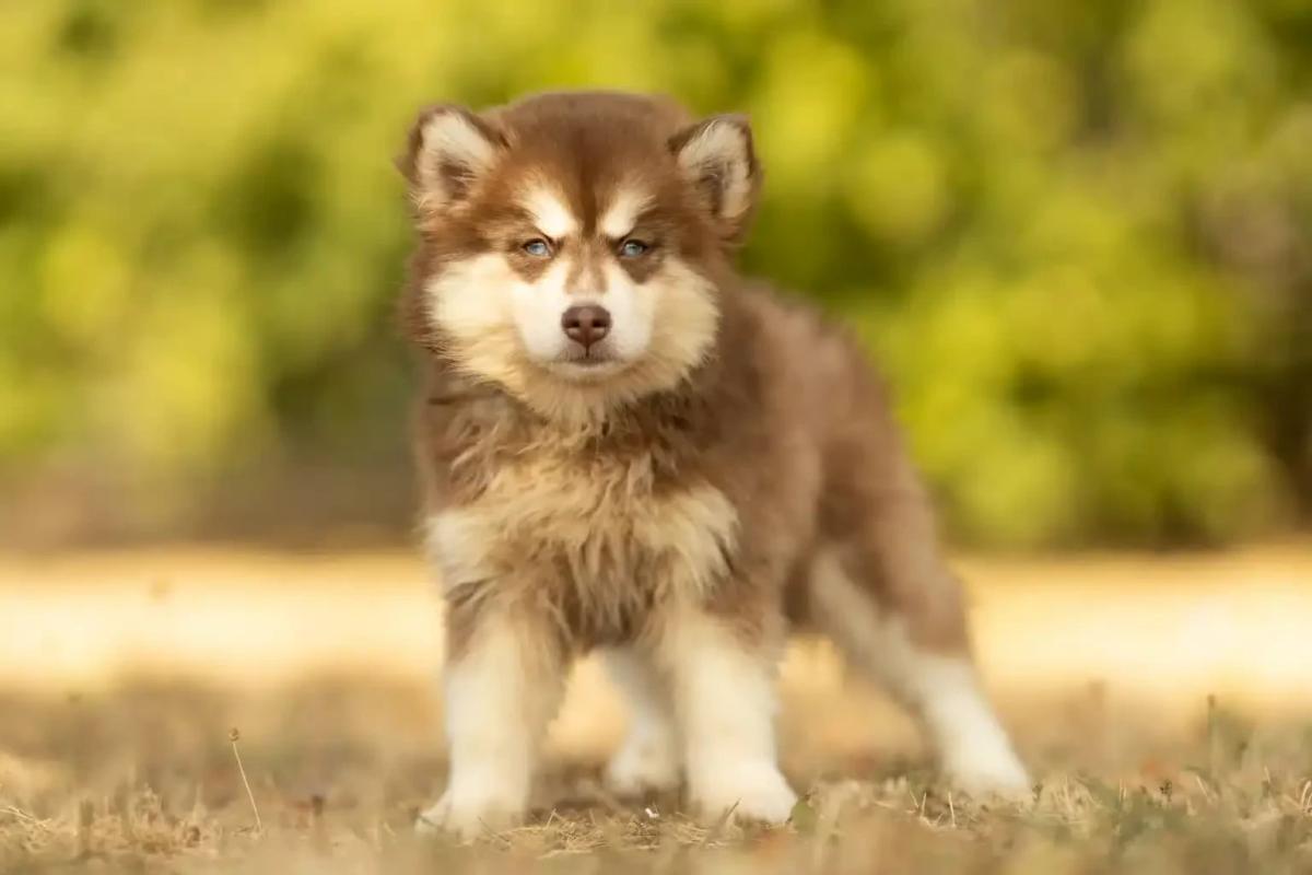 Bihua, chiot Pomsky femelle Standard au pelage chocolat et blanc rare, allongée sur une couverture
