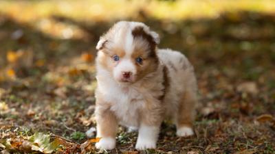 Bailey, chiot Berger Américain Miniature femelle berger australien toy au pelage rouge merle