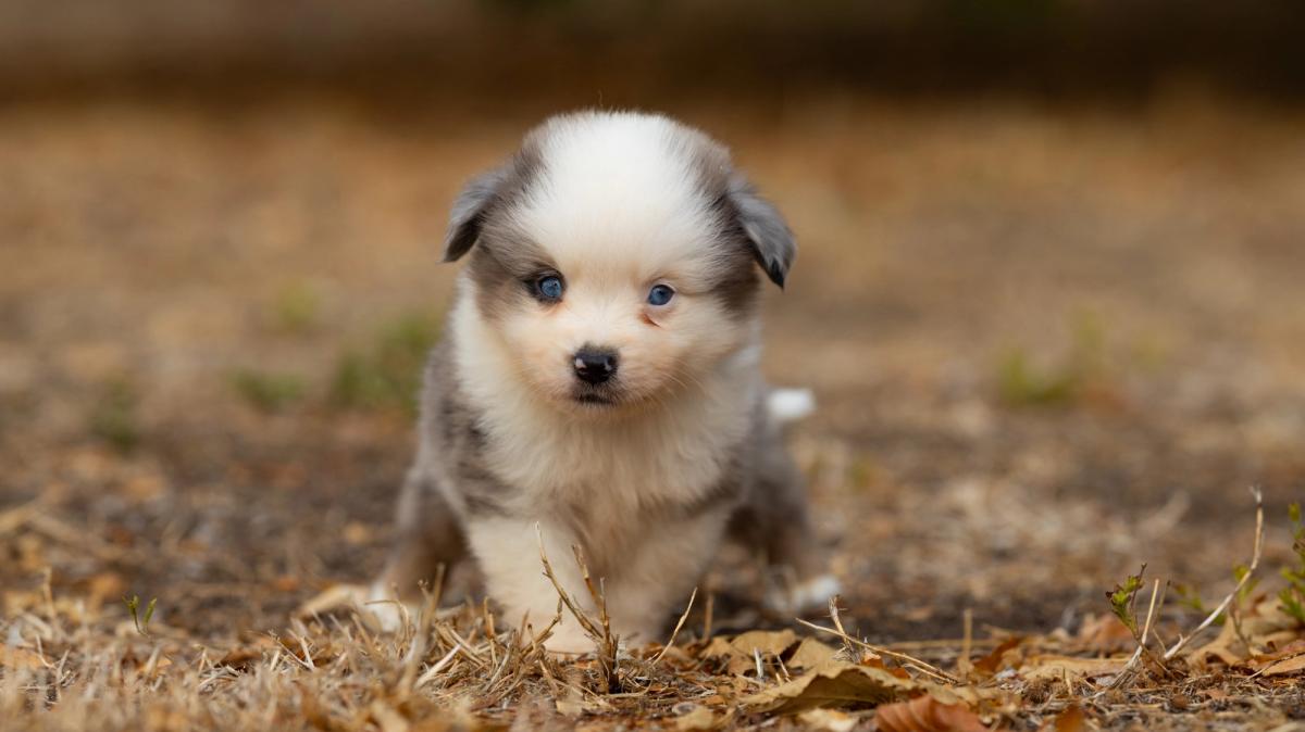 Bazil, chiot Berger Américain Miniature mâle miniature au pelage bleu merle
