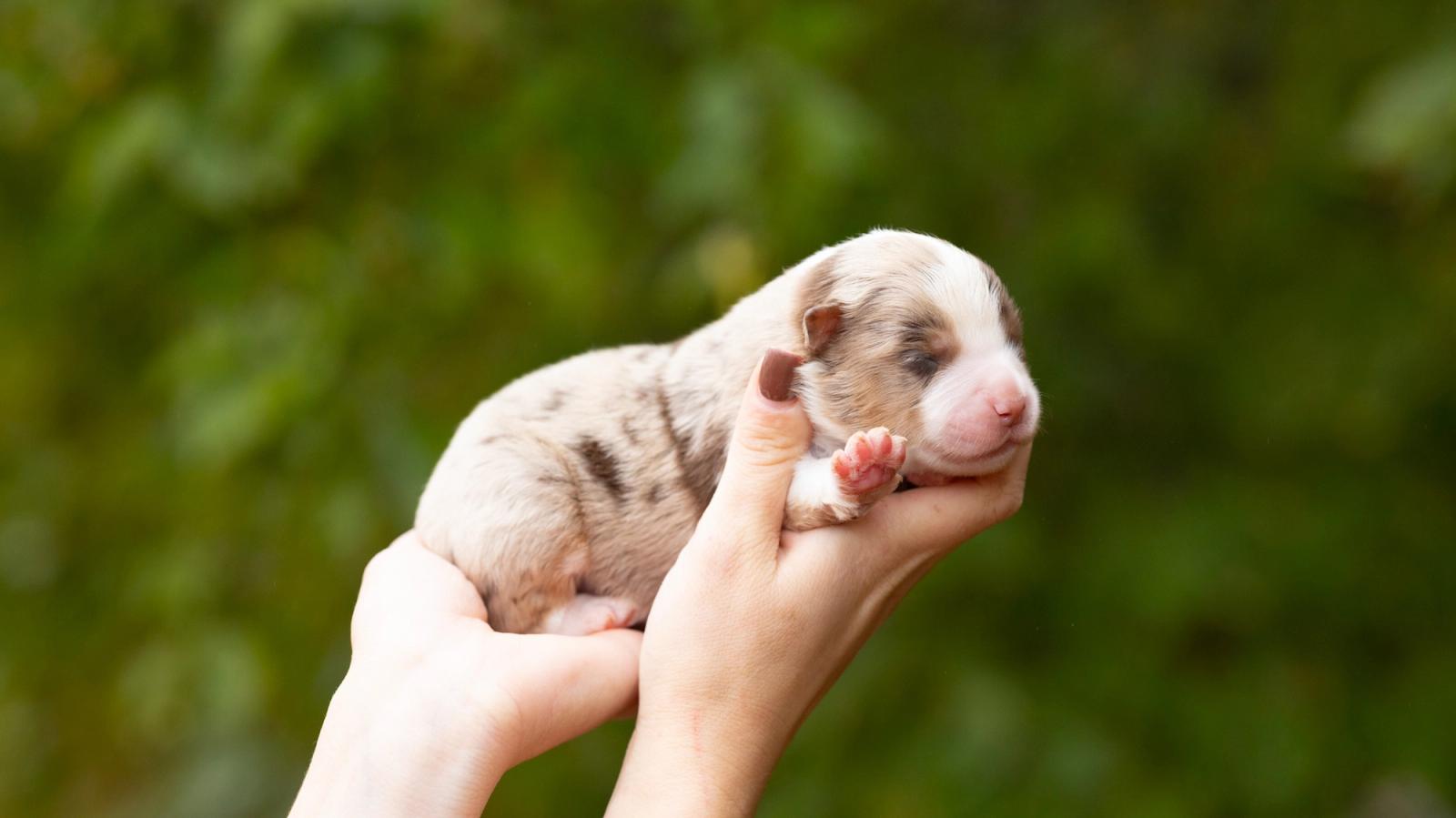 Butter, chiot Berger Américain Miniature mâle miniature au pelage rouge merle